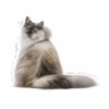 Royal Canin Hair and Skin Care Cat Food
