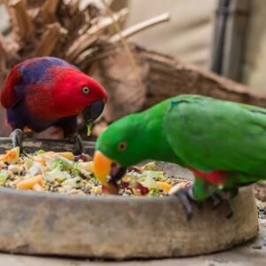 Bird Foods
