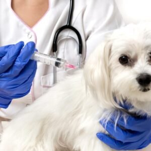 Pets Health Care