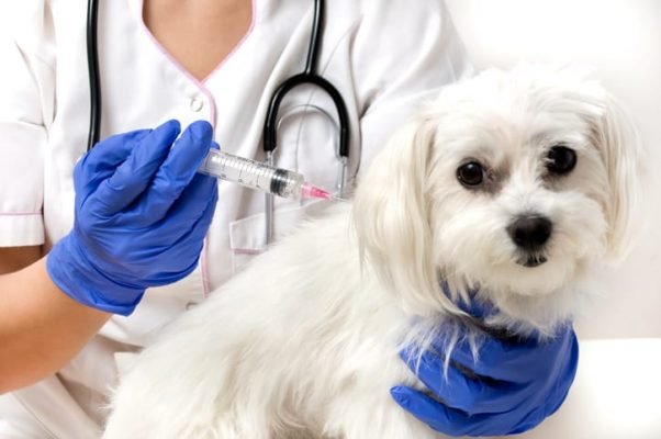 Pets Health Care