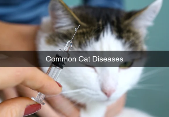 Cat common diseases