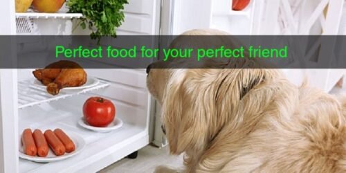 Dog Food
