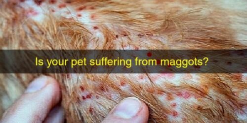 Maggots in Pets