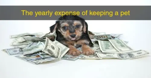 Yearly-Expense-of-a-Pet