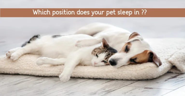 Cat Dog Sleeping