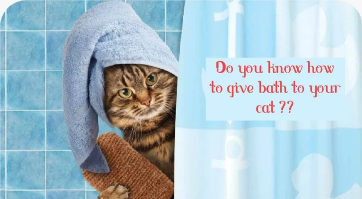 How to Bath cat