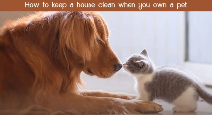 How to keep a house clean when you own a pet