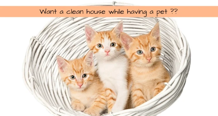 want a clean house