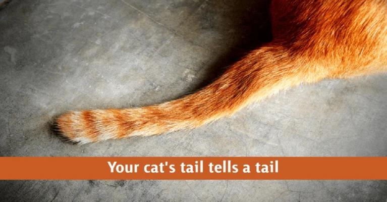 Cat Tail