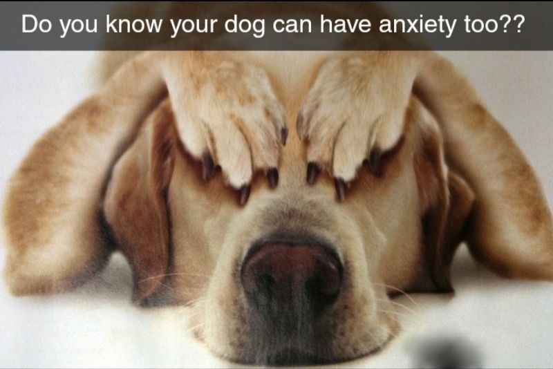 Anxiety in dogs