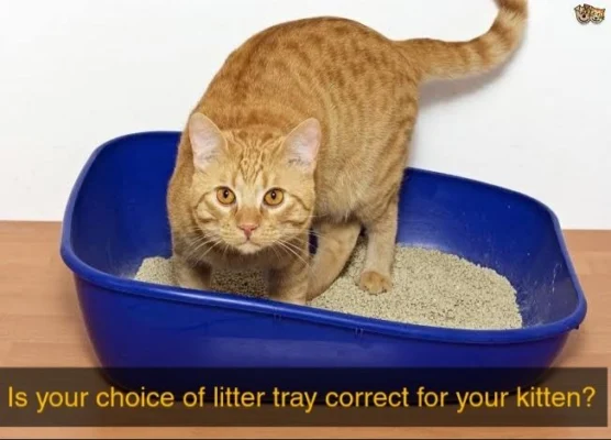 Litter Tray