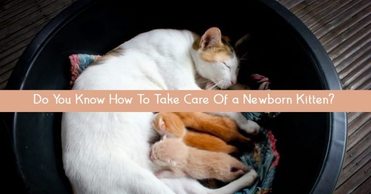 A Guide To Take Care Of A Newborn Kitten