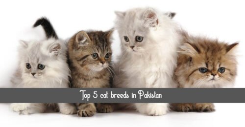 Top Cat Breed in Pakistan