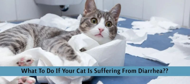 cat suffering from diarrhoea