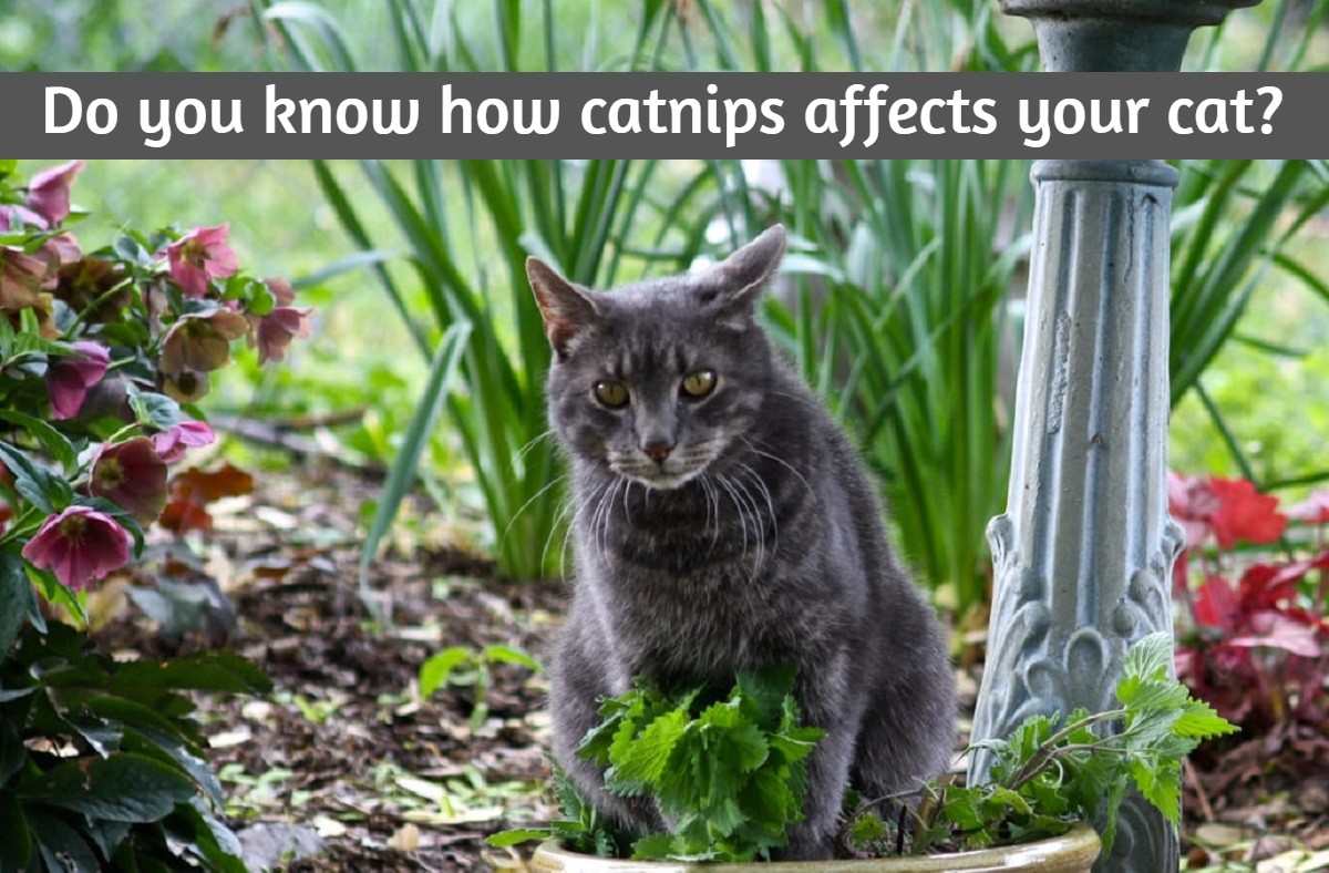 Catnips for cats