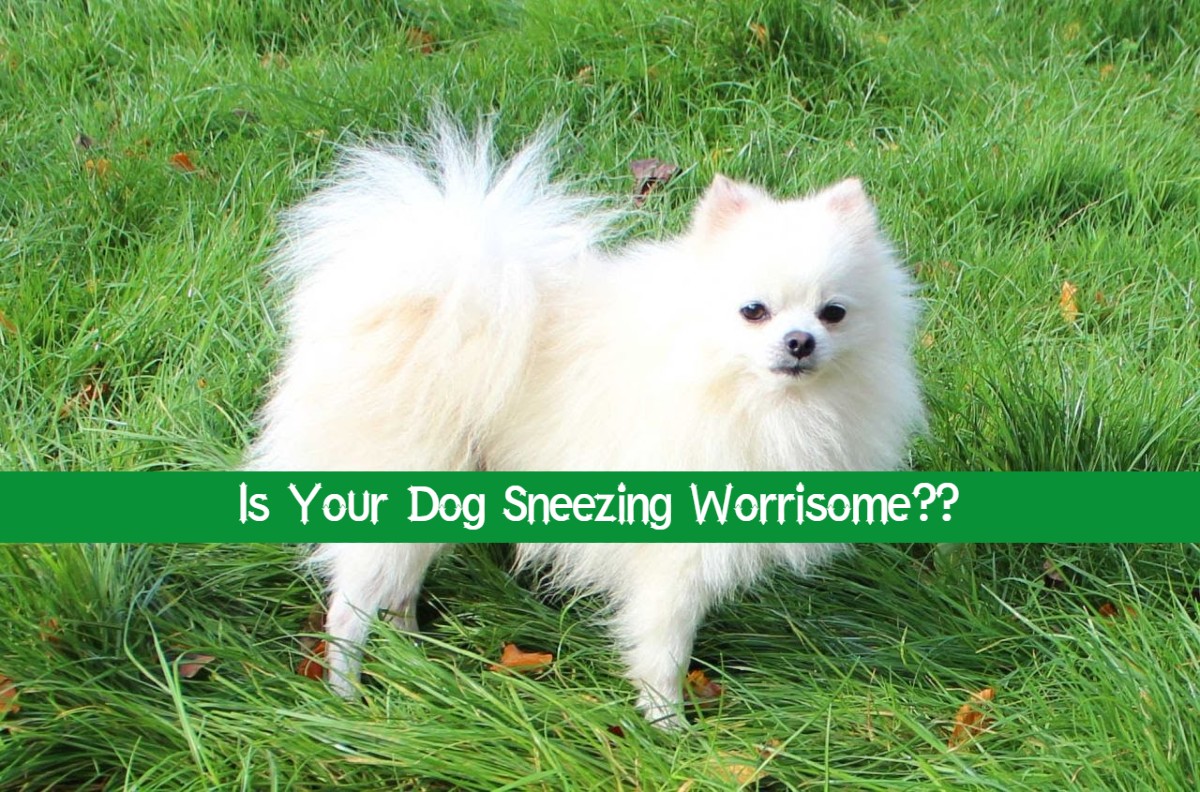 Sneezing in dogs