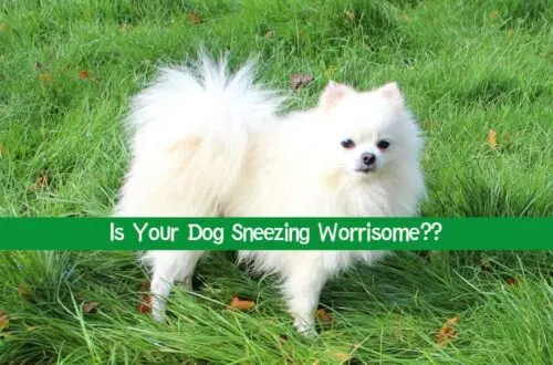 Sneezing in dogs