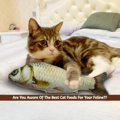Top 5 cat foods in Pakistan