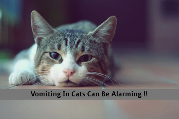 vomiting in cats