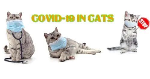 Covid19 in cats