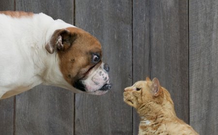 Cats vs Dogs