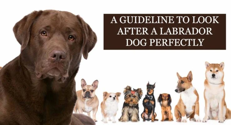 Labrador Retriever