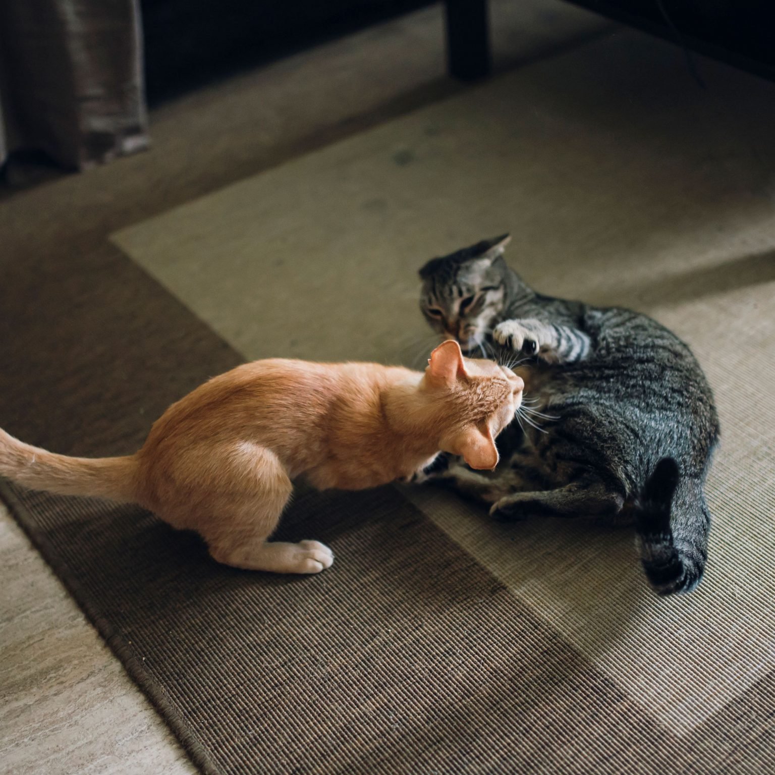 5 Reasons Why Kittens Are Aggressive Petshub.pk