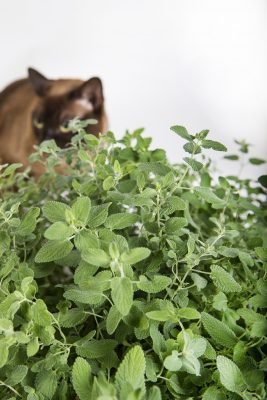 Catnip