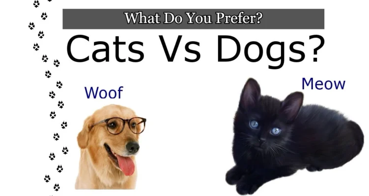 Cat vs Dog