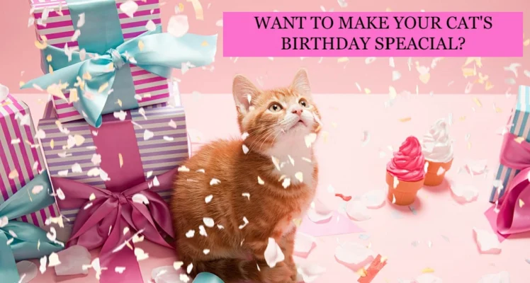 How to celebrate your cat birthday