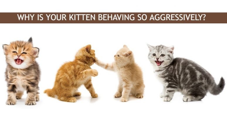 Why kittens are aggressive