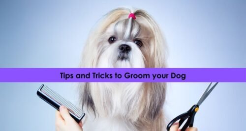 How to groom your dog