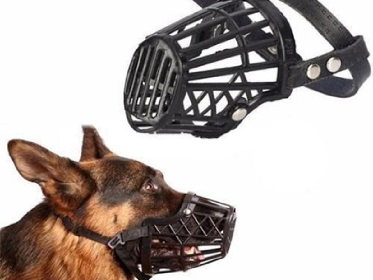 Little dog muzzle outlet