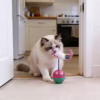 Cats Playing Ball With Mouse Toy