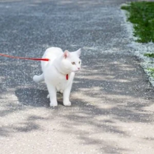 Cat Harness and Leashes