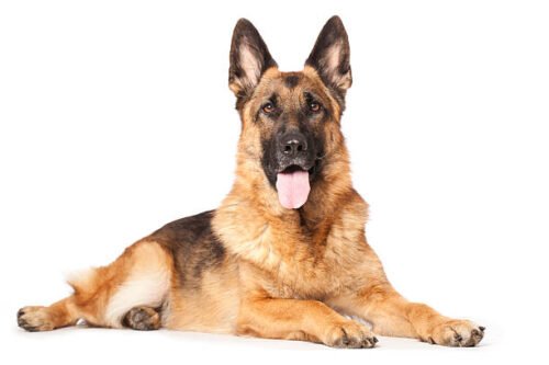 Difference Between Alsatian and German Shepherd Dog (GSD) - Petshub.pk