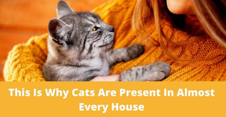 This Is Why Cats Are Present In Almost Every House