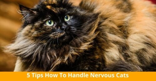 5 Tips How To Handle Nervous Cats