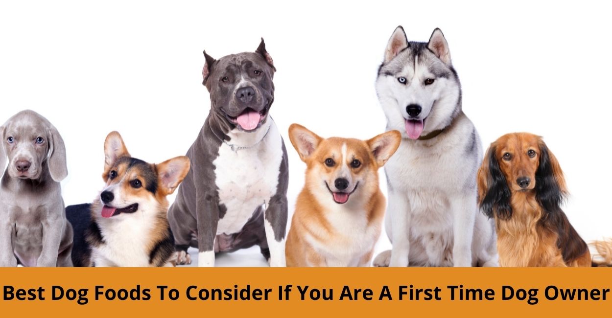 7 Best Dog Foods To Consider If You Are A First Time Dog Owner
