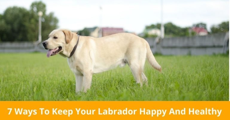 7 Ways To Keep Your Labrador Happy And Healthy