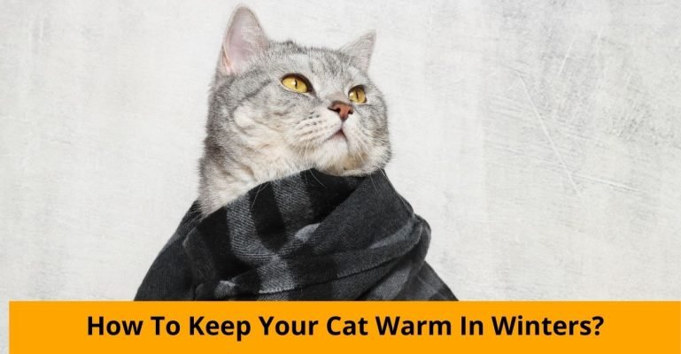 How To Keep Your Cat Warm In Winters?