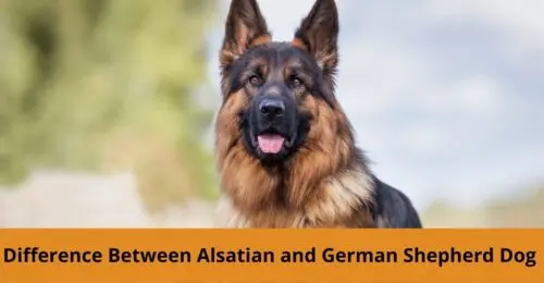 Difference Between Alsatian and German shepherd