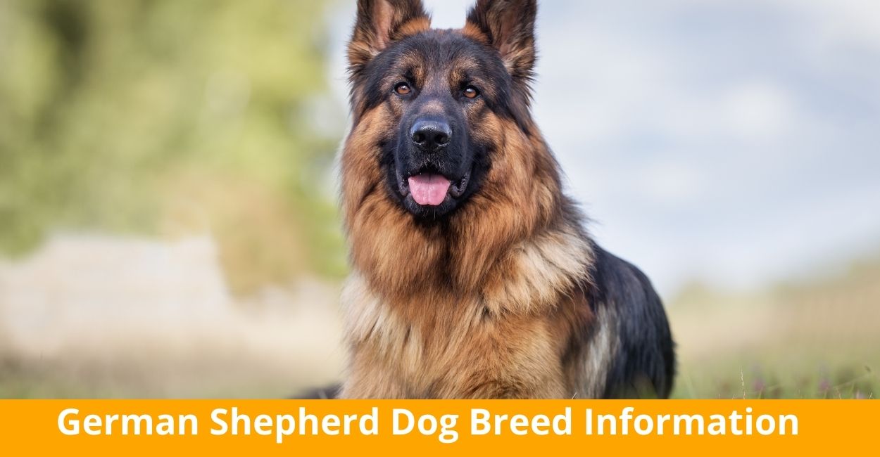 German Shepherd Dog Breed Information Everything You Need To Know