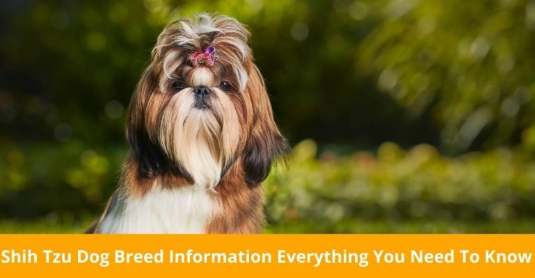 Shih Tzu Dog Breed Information Everything You Need To Know