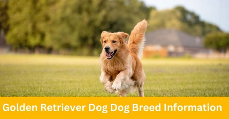 Golden Retriever Dog Breed Information Everything You Need To Know
