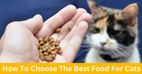 How To Choose The Best Food For Cats