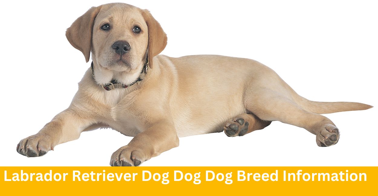 Labrador Retriever Dog Breed Information - Everything You Need To Know
