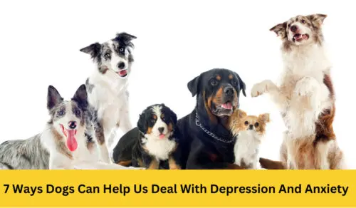 7 Ways Dogs Can Help Us Deal With Depression And Anxiety