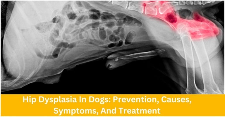 Hip Dysplasia In Dogs: Prevention, Causes, Symptoms, And Treatment