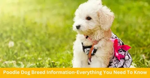 Poodle Dog Breed Information Everything You Need To Know